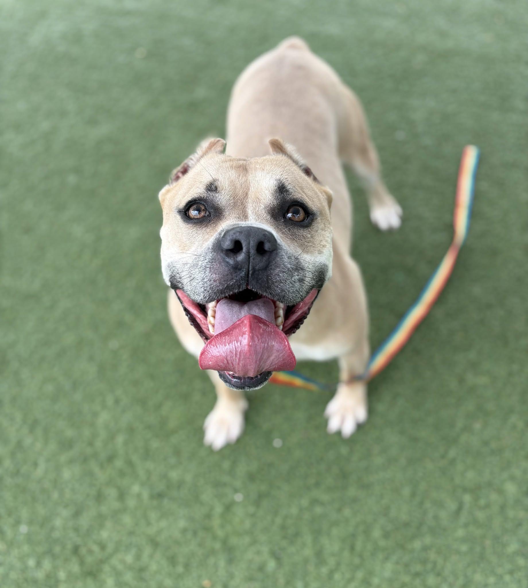 Captain, a ADOPTABLE mixed breed in Cleveland, OH image 4/6