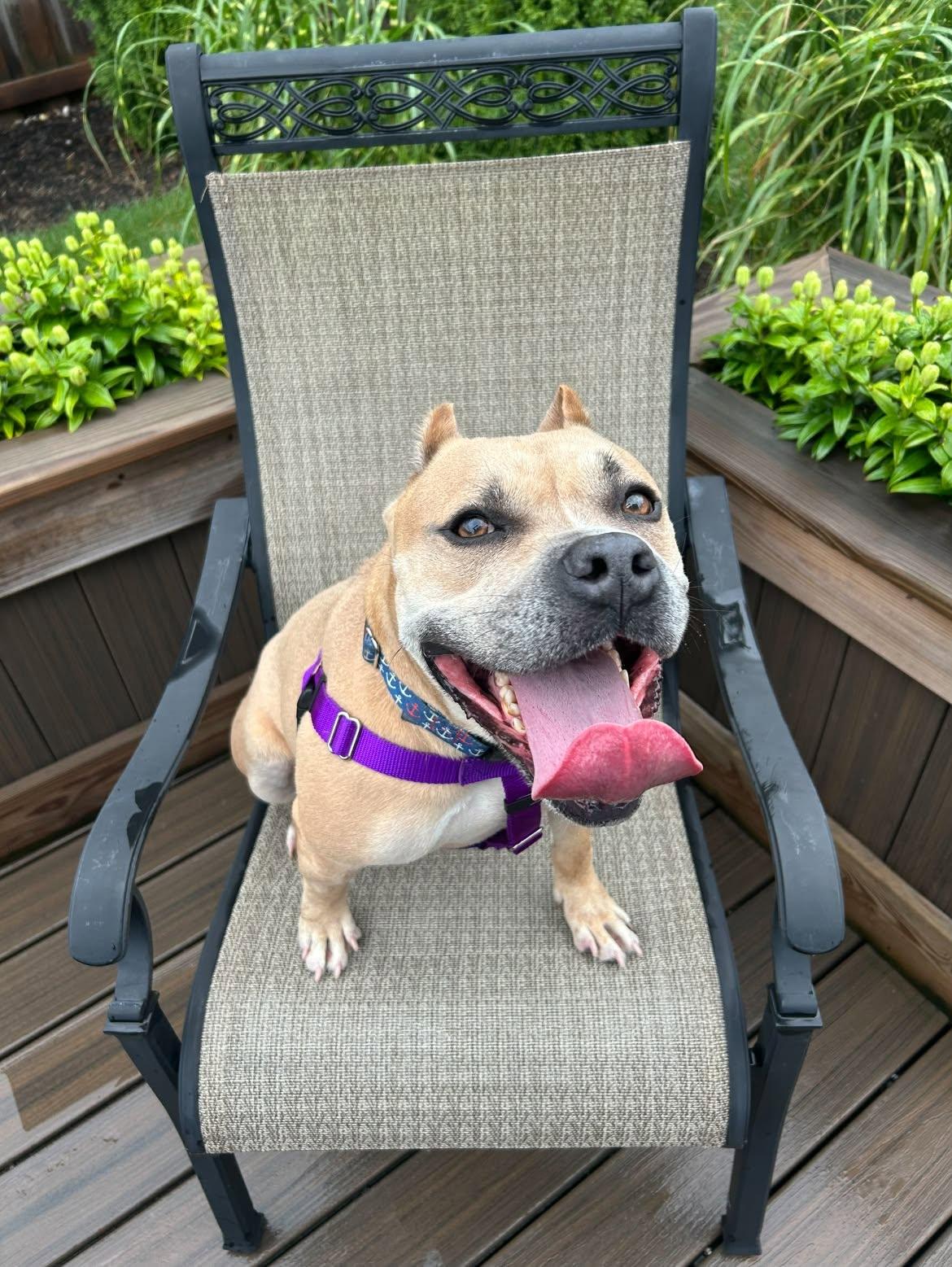 Enlarge Captain, an adoptable mixed breed in Cleveland, OH image 5/6