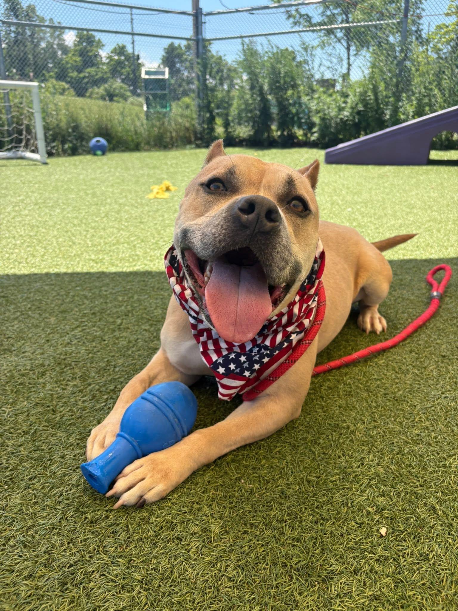 Captain, a ADOPTABLE mixed breed in Cleveland, OH image 2/6