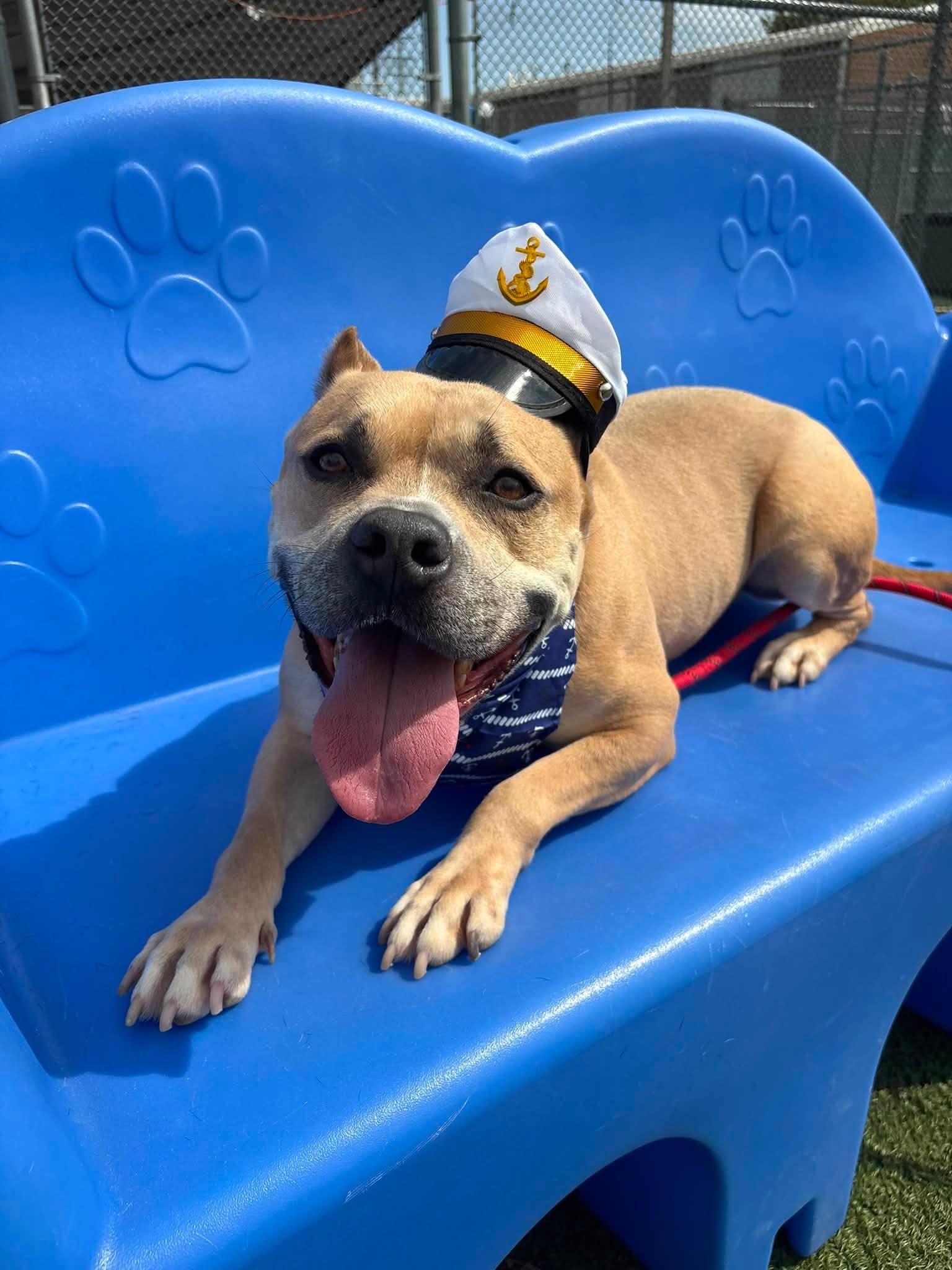 Captain, a ADOPTABLE mixed breed in Cleveland, OH image 6/6