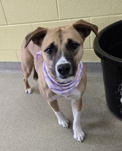 Enlarge Hattie, an adopted Labrador Retriever in Bucyrus, OH image 2/5