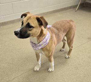 Enlarge Hattie, an adopted Labrador Retriever in Bucyrus, OH image 5/5