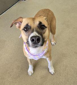 Enlarge Hattie, an adopted Labrador Retriever in Bucyrus, OH image 3/5