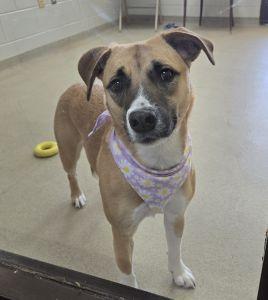 Enlarge Hattie, an adopted Labrador Retriever in Bucyrus, OH image 1/5