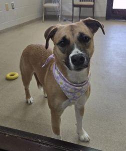 Enlarge Hattie, an adopted Labrador Retriever in Bucyrus, OH image 4/5