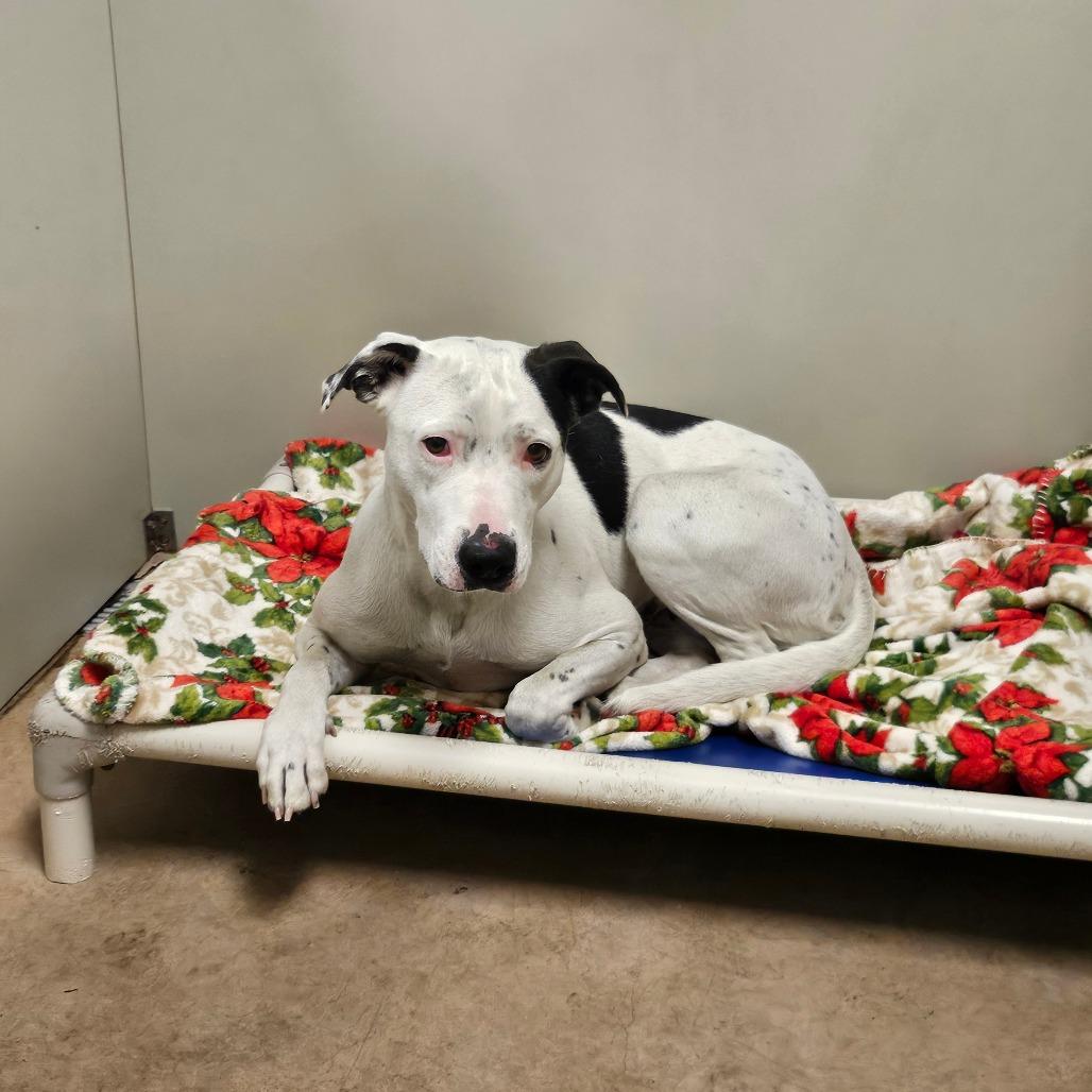 Stormy, Adoptable, Adult Female Mixed Breed.