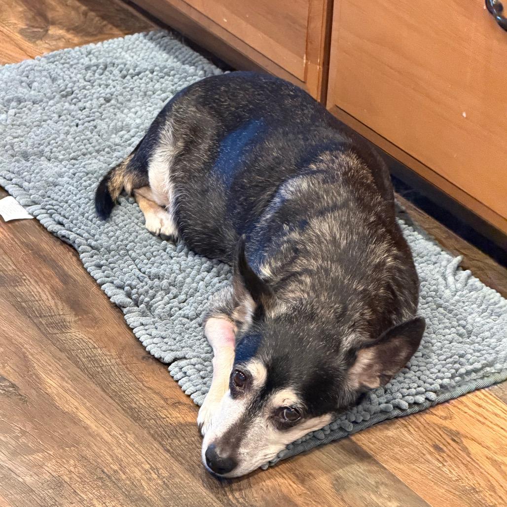 Josie, Adoptable, Senior Female Terrier & None.