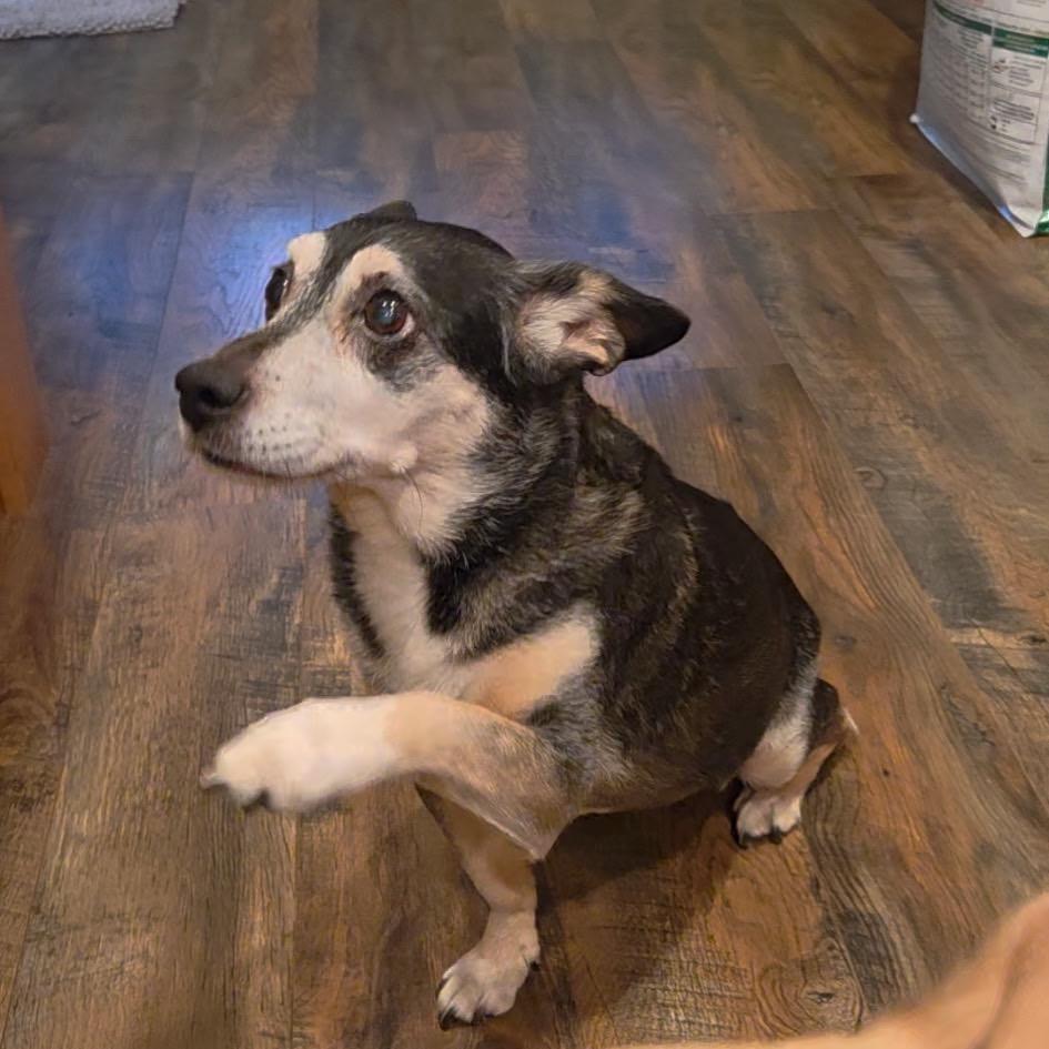 Josie, a Adoptable Terrier in San Diego, CA image 2/6