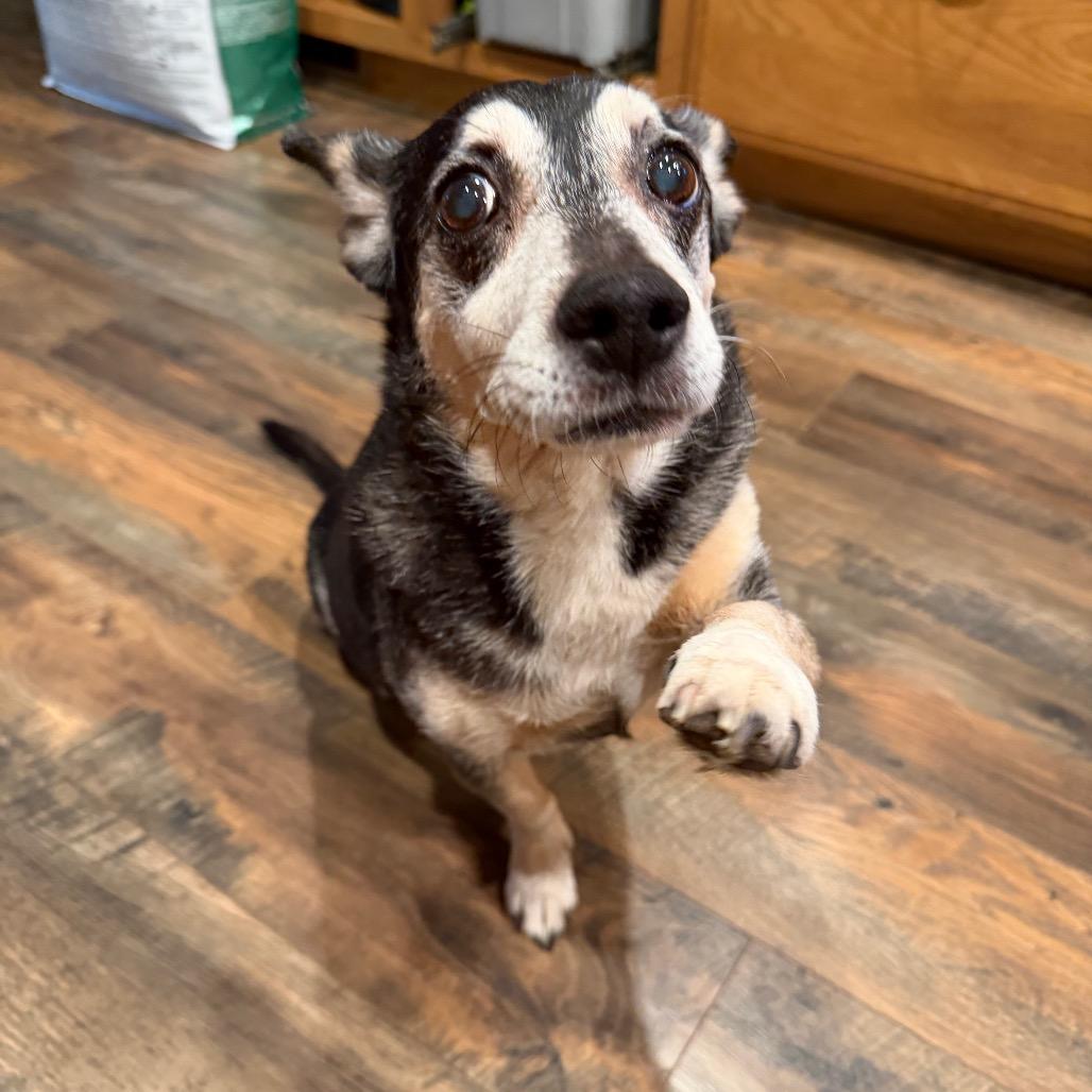 Josie, a Adoptable Terrier in San Diego, CA image 3/6