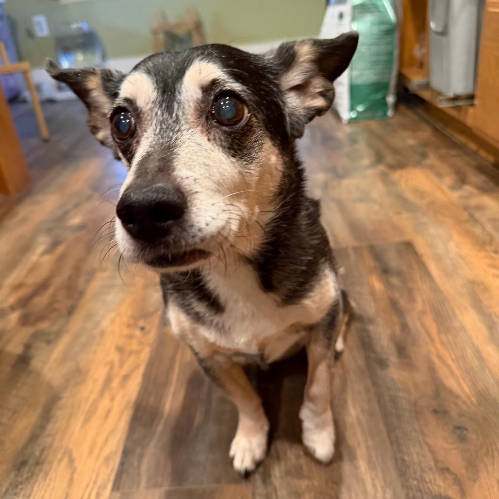Josie, a Adoptable Terrier in San Diego, CA image 5/6