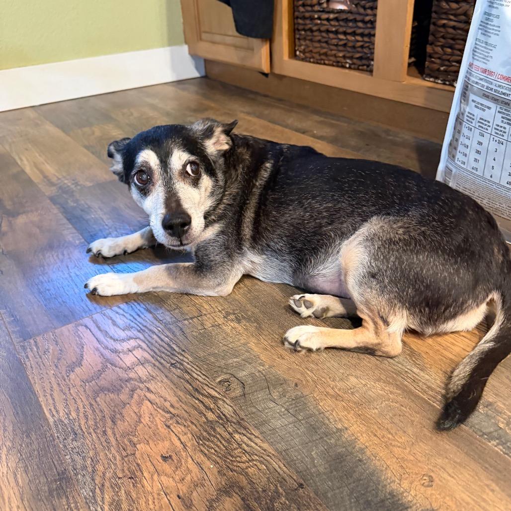 Josie, a Adoptable Terrier in San Diego, CA image 6/6