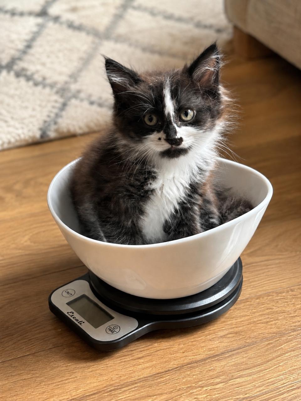 Bibble, adopted, Kitten Male Domestic Medium Hair.