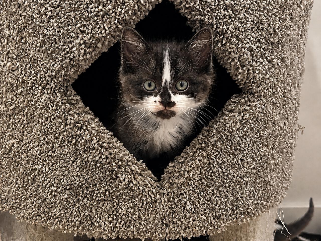 Enlarge Bibble, an adopted Domestic Medium Hair in Los Angeles, CA image 2/6