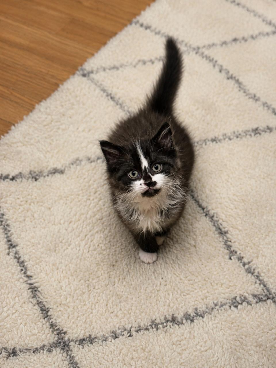 Enlarge Bibble, an adopted Domestic Medium Hair in Los Angeles, CA image 5/6