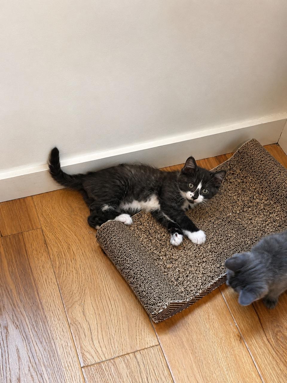 Enlarge Bibble, an adopted Domestic Medium Hair in Los Angeles, CA image 4/6