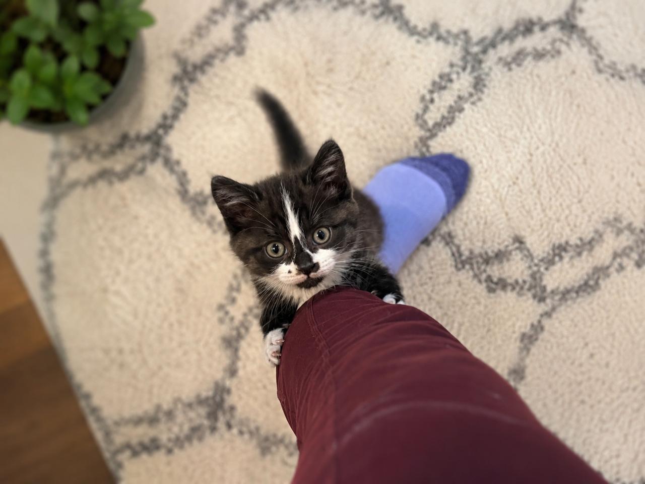Enlarge Bibble, an adopted Domestic Medium Hair in Los Angeles, CA image 3/6