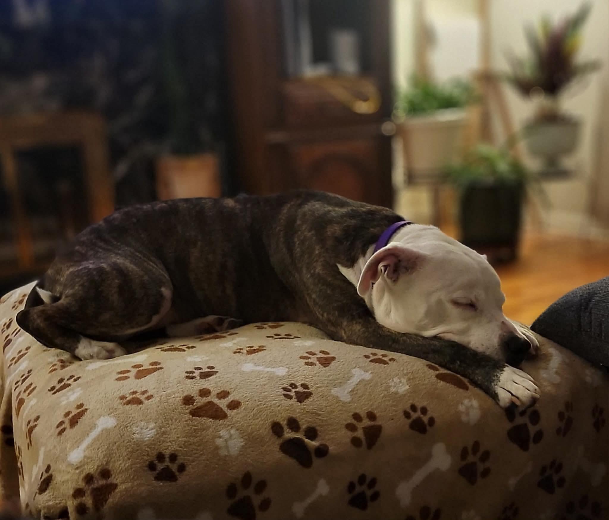 Enlarge Cap, a ADOPTABLE mixed breed in Mount Morris, MI image 4/6