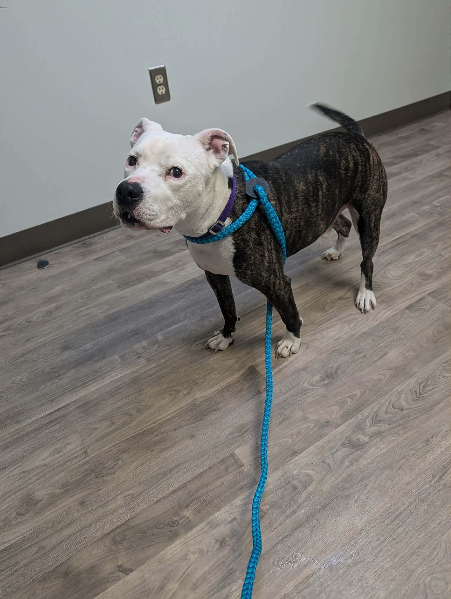 Enlarge Cap, a ADOPTABLE mixed breed in Mount Morris, MI image 2/6