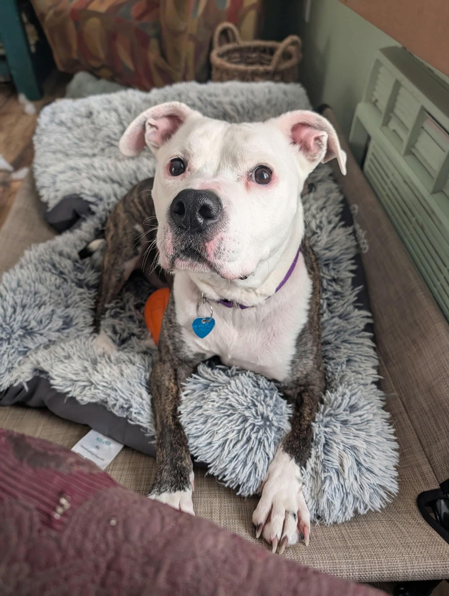Cap, ADOPTABLE, Senior Male American Bulldog & Pit Bull Terrier.
