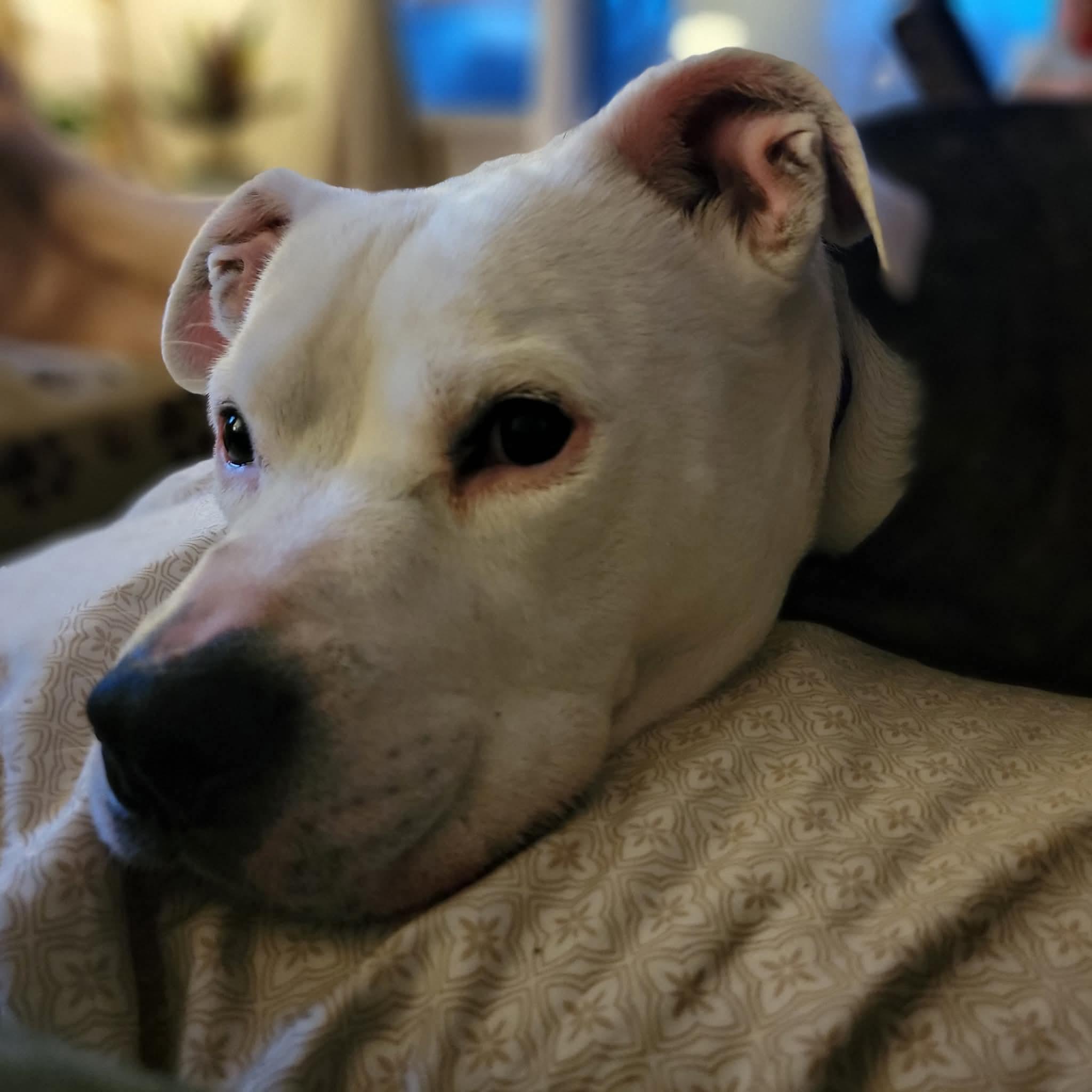 Enlarge Cap, a ADOPTABLE mixed breed in Mount Morris, MI image 5/6