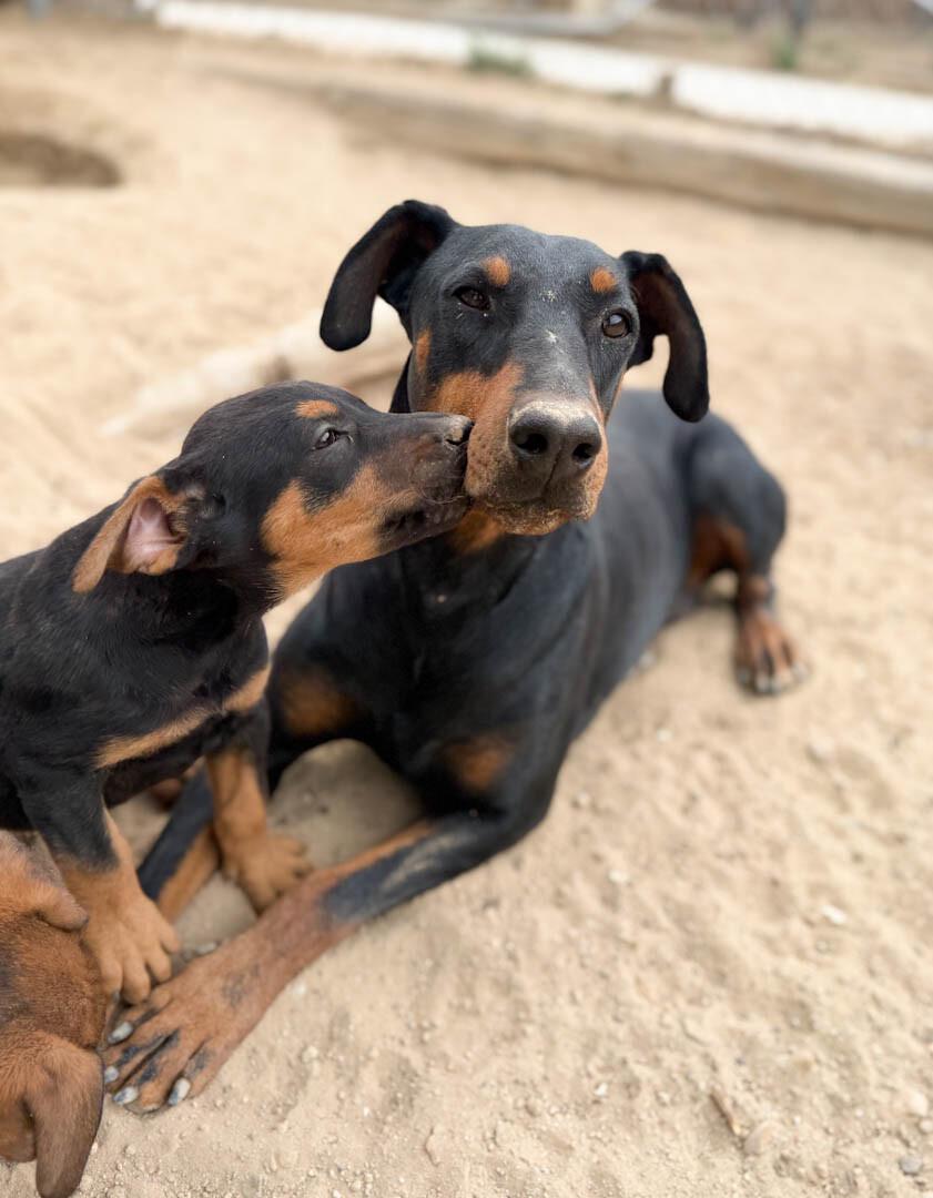 Collins, Adoptable, Adult Female Doberman Pinscher.