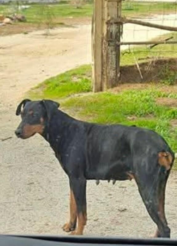 Collins, a Adoptable Doberman Pinscher in Windsor, CO image 2/6