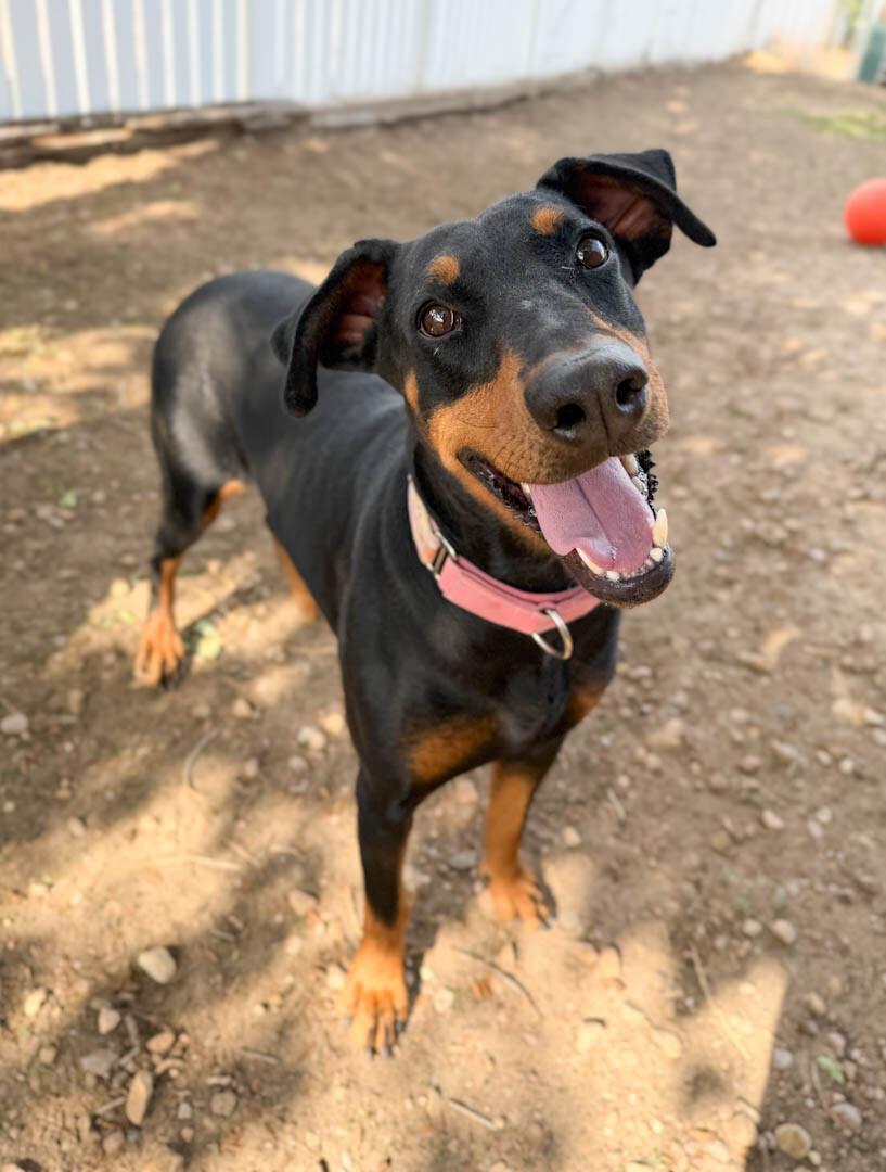 Collins, a Adoptable Doberman Pinscher in Windsor, CO image 3/6