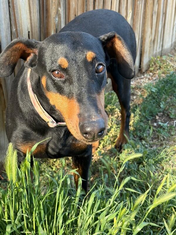 Collins, a Adoptable Doberman Pinscher in Windsor, CO image 4/6