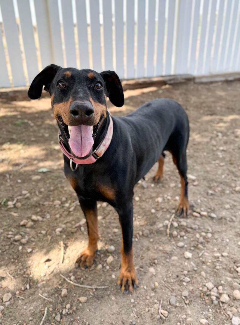 Collins, a Adoptable Doberman Pinscher in Windsor, CO image 5/6