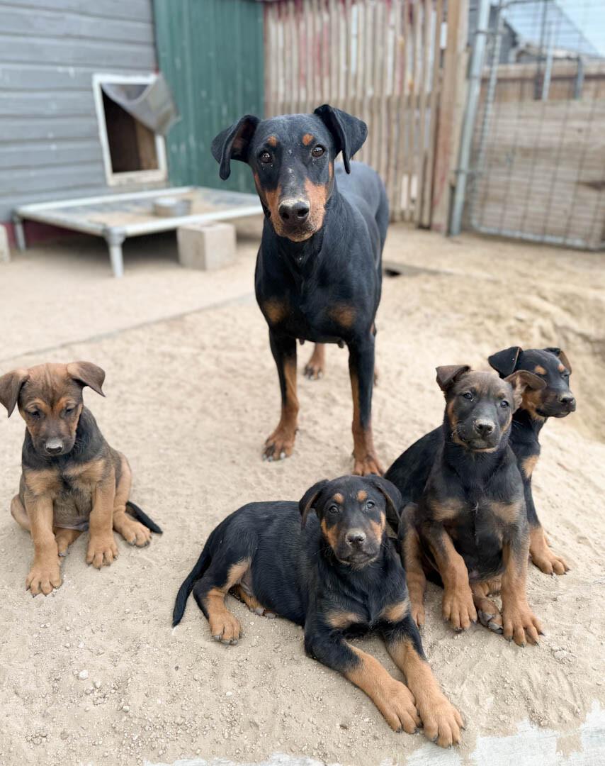 Collins, a Adoptable Doberman Pinscher in Windsor, CO image 6/6