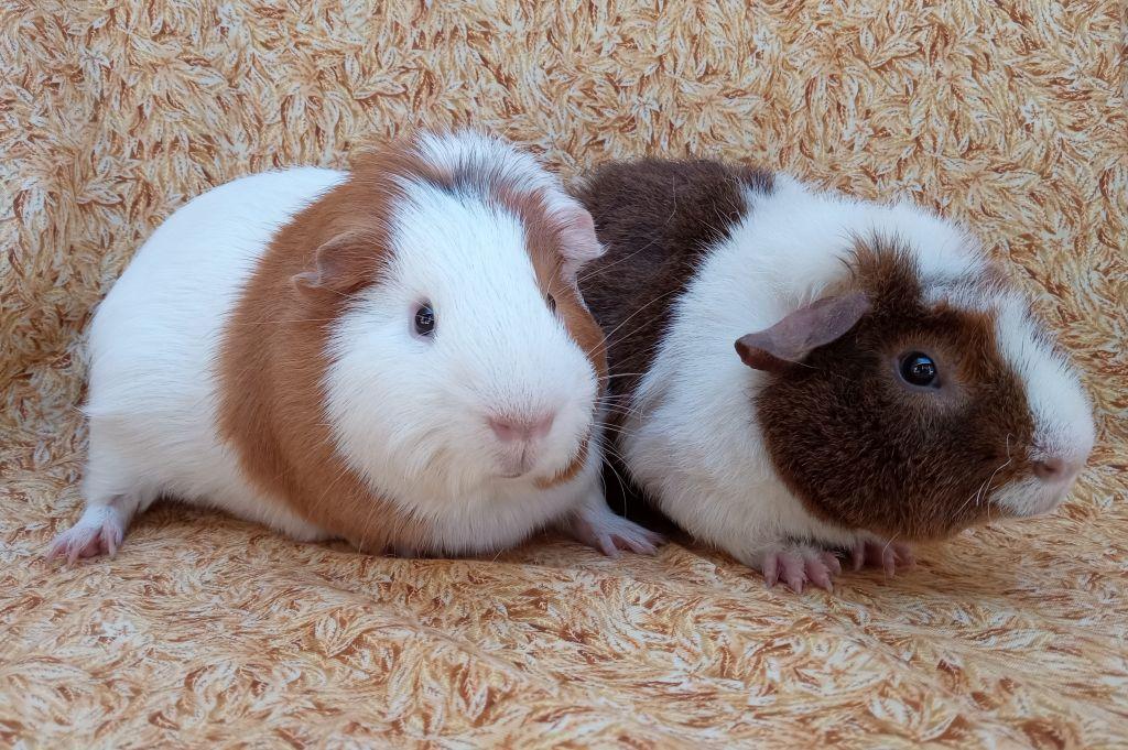 Enlarge Victor & Ted, a ADOPTABLE mixed breed in Goleta, CA image 1/2