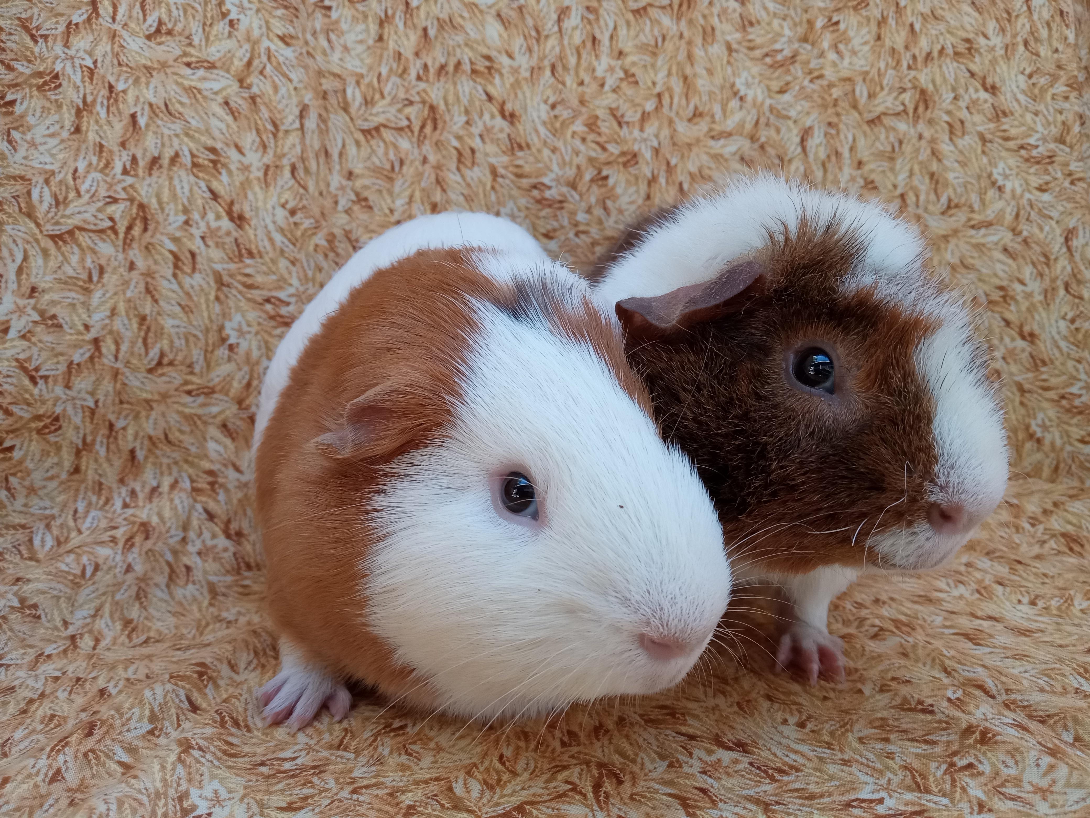 Enlarge Victor & Ted, a ADOPTABLE mixed breed in Goleta, CA image 2/2