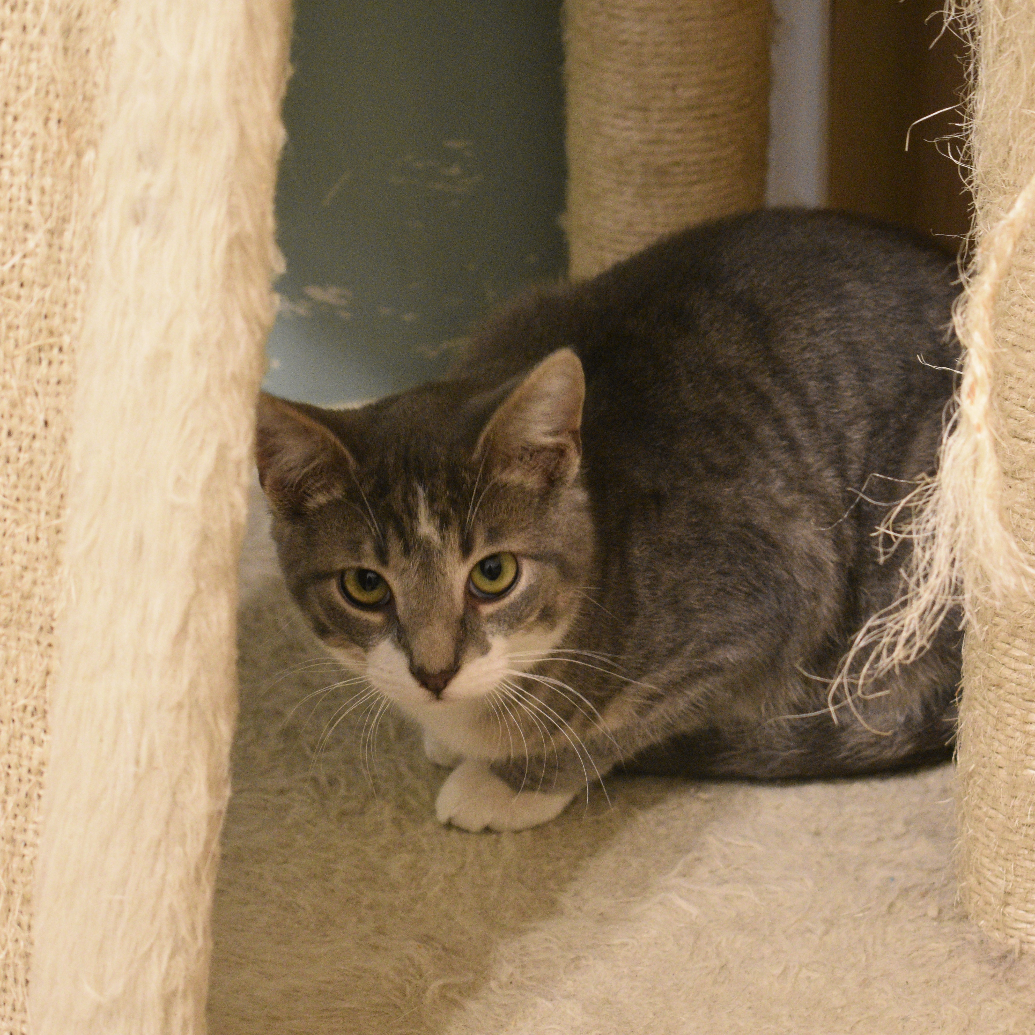 Enlarge Clyde, a Adoptable mixed breed in Vine Grove, KY image 3/5