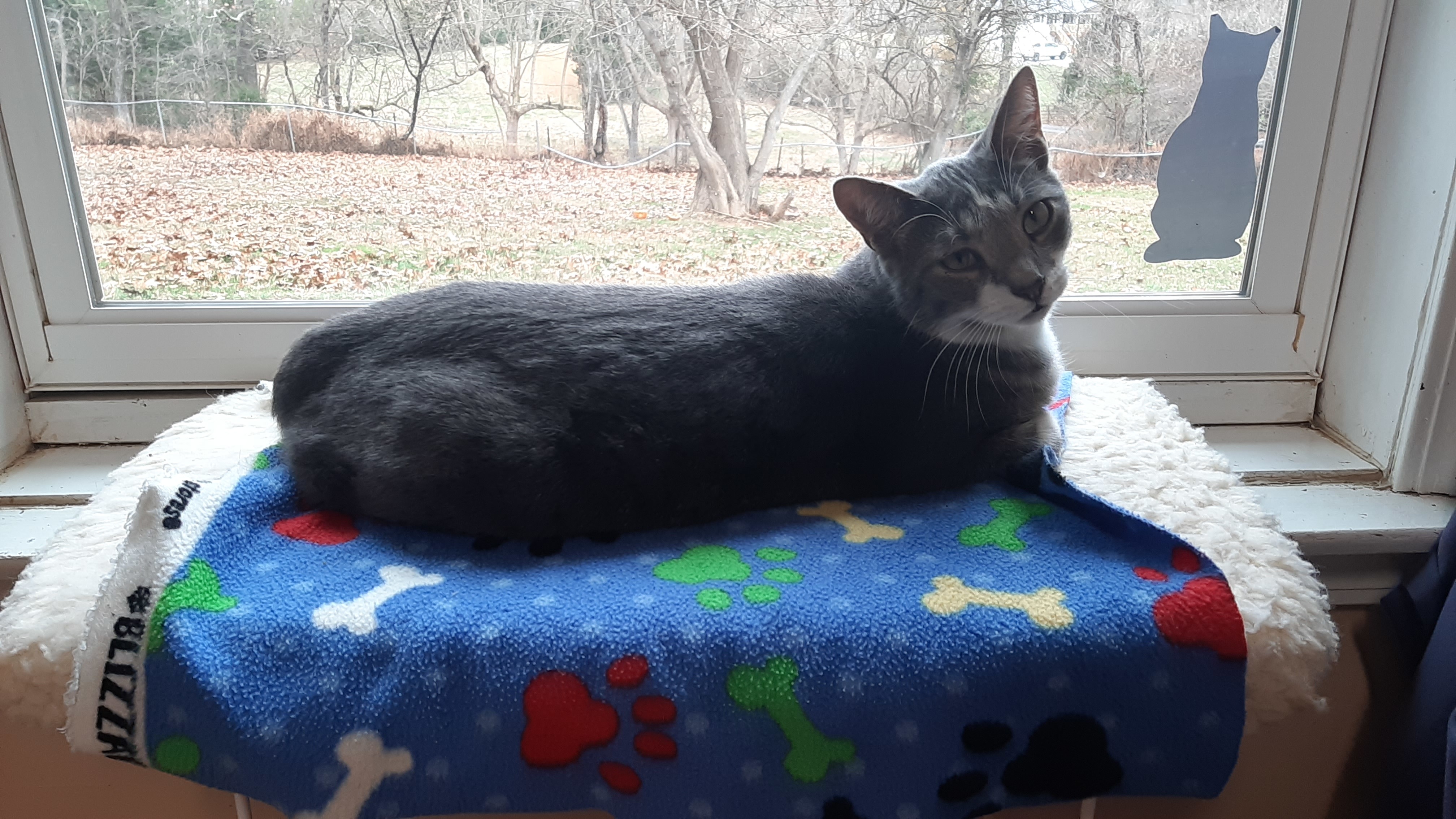 Clyde, a Adoptable mixed breed in Vine Grove, KY image 2/5