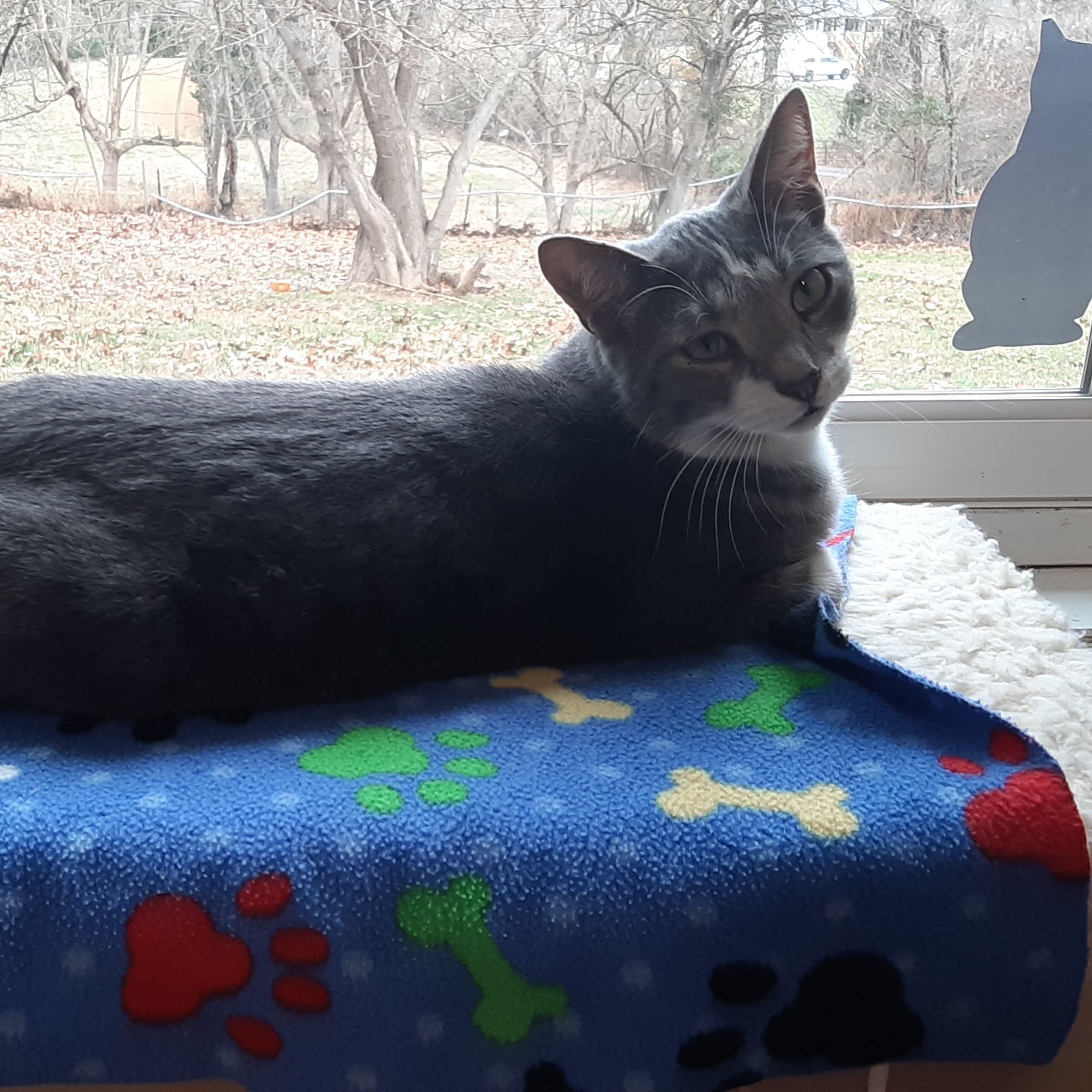 Enlarge Clyde, a Adoptable mixed breed in Vine Grove, KY image 1/5