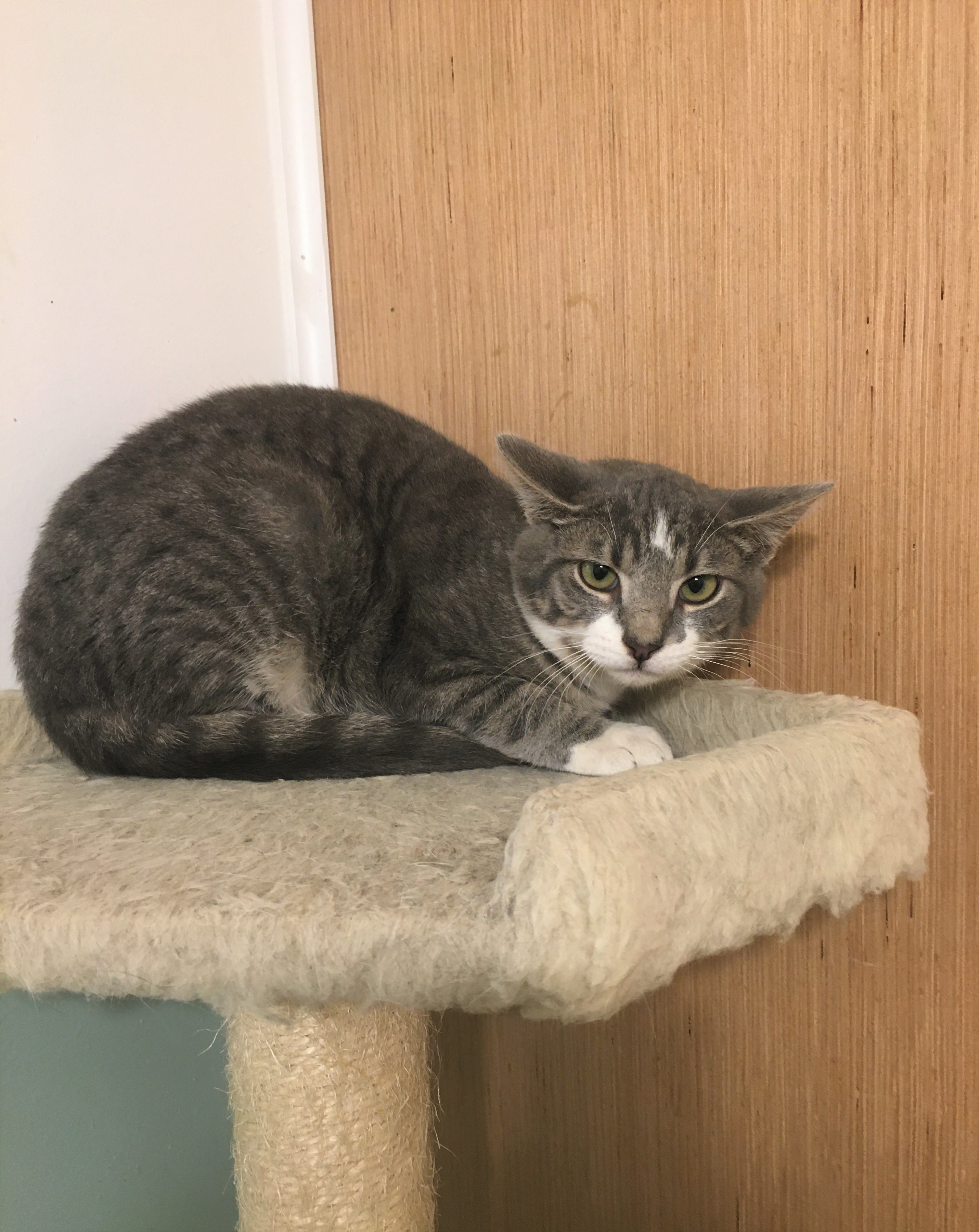 Clyde, a Adoptable mixed breed in Vine Grove, KY image 3/5