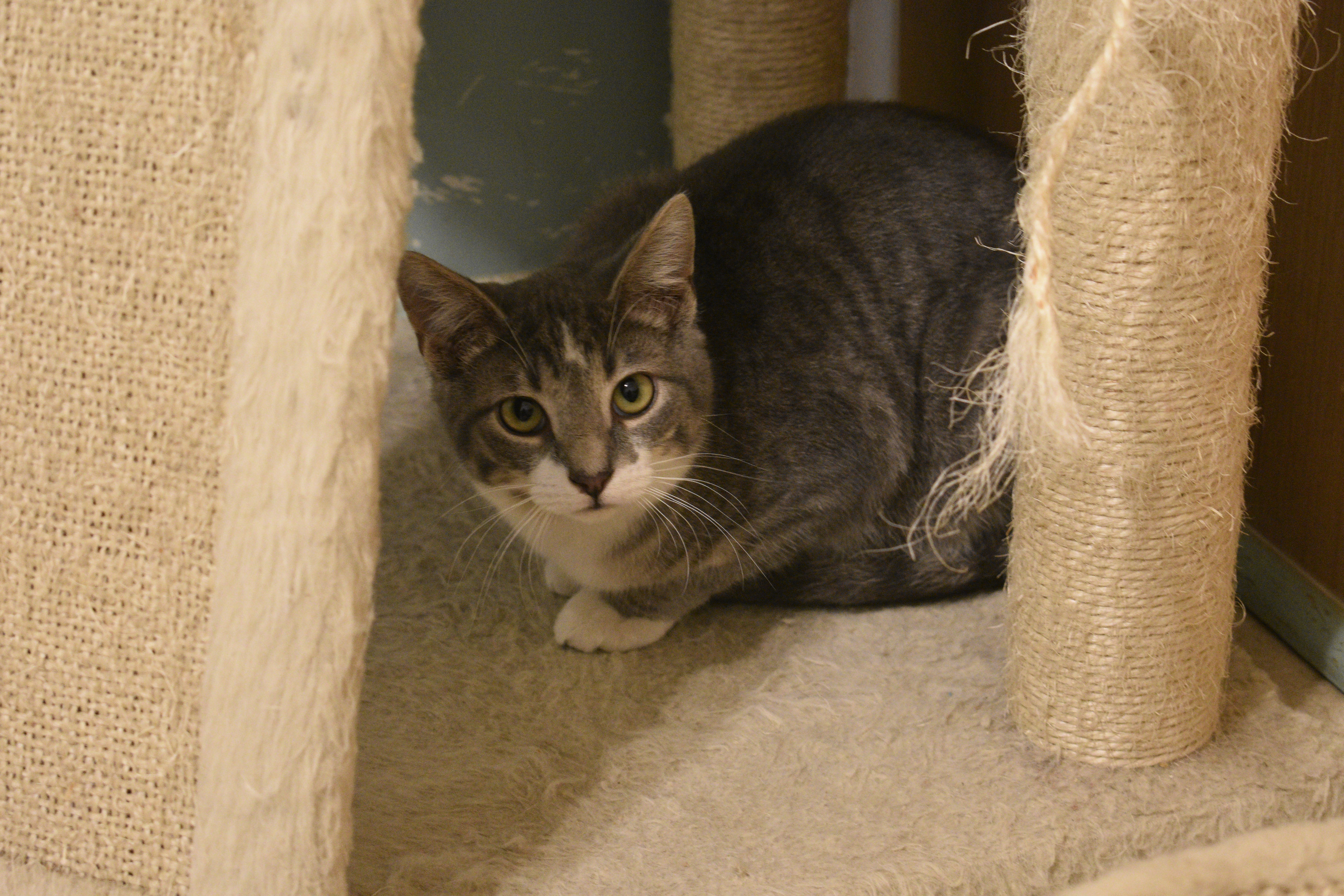 Clyde, a Adoptable mixed breed in Vine Grove, KY image 4/5