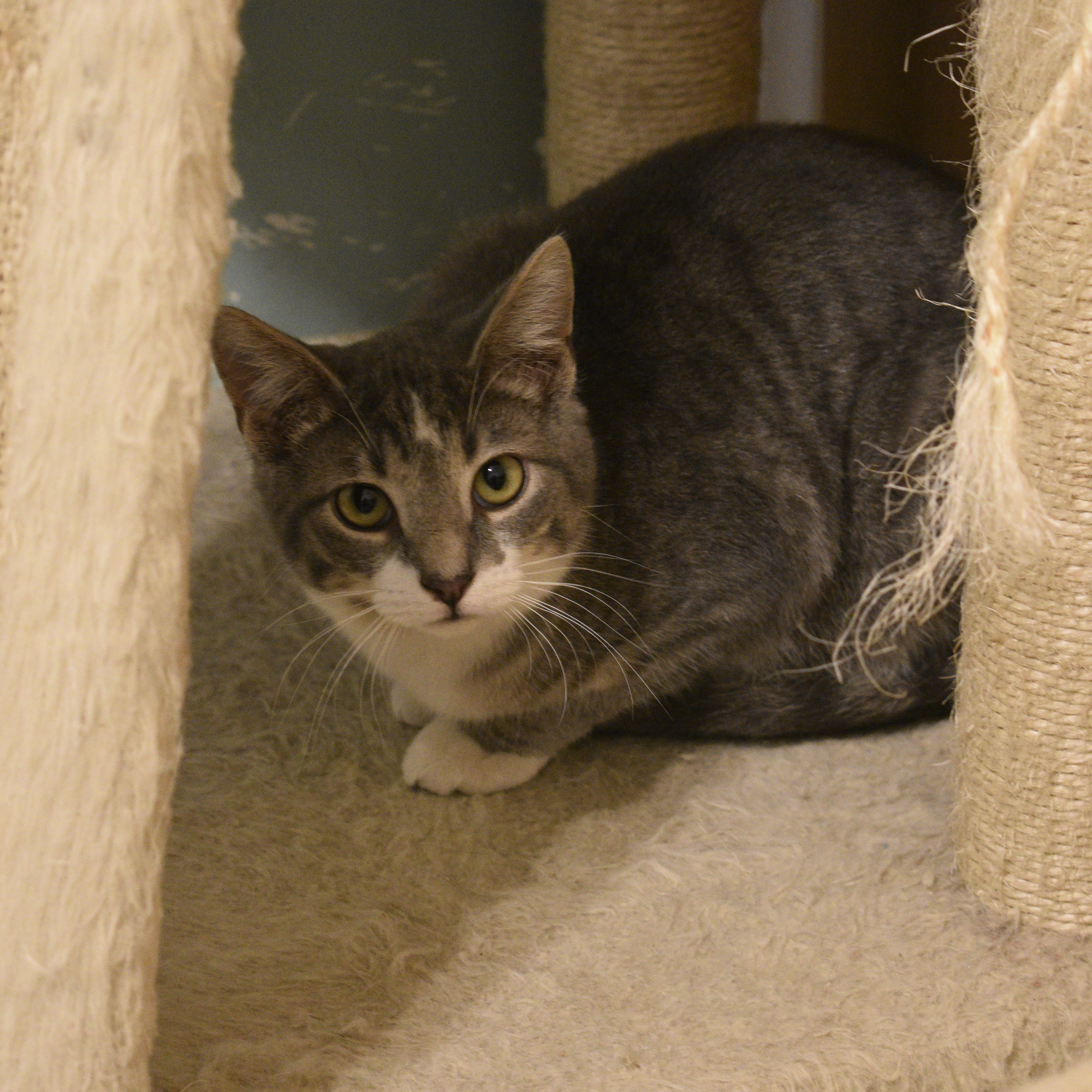 Enlarge Clyde, a Adoptable mixed breed in Vine Grove, KY image 4/5