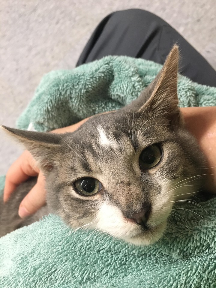 Clyde, a Adoptable mixed breed in Vine Grove, KY image 5/5