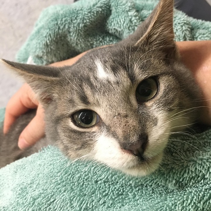 Enlarge Clyde, a Adoptable mixed breed in Vine Grove, KY image 5/5