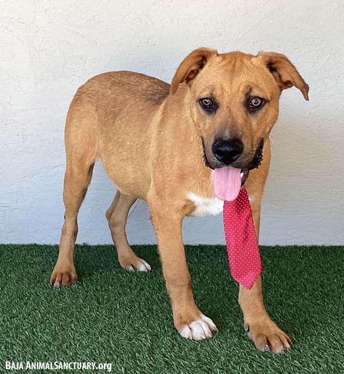 Stuart, a Adoptable mixed breed in San Diego, CA image 2/3