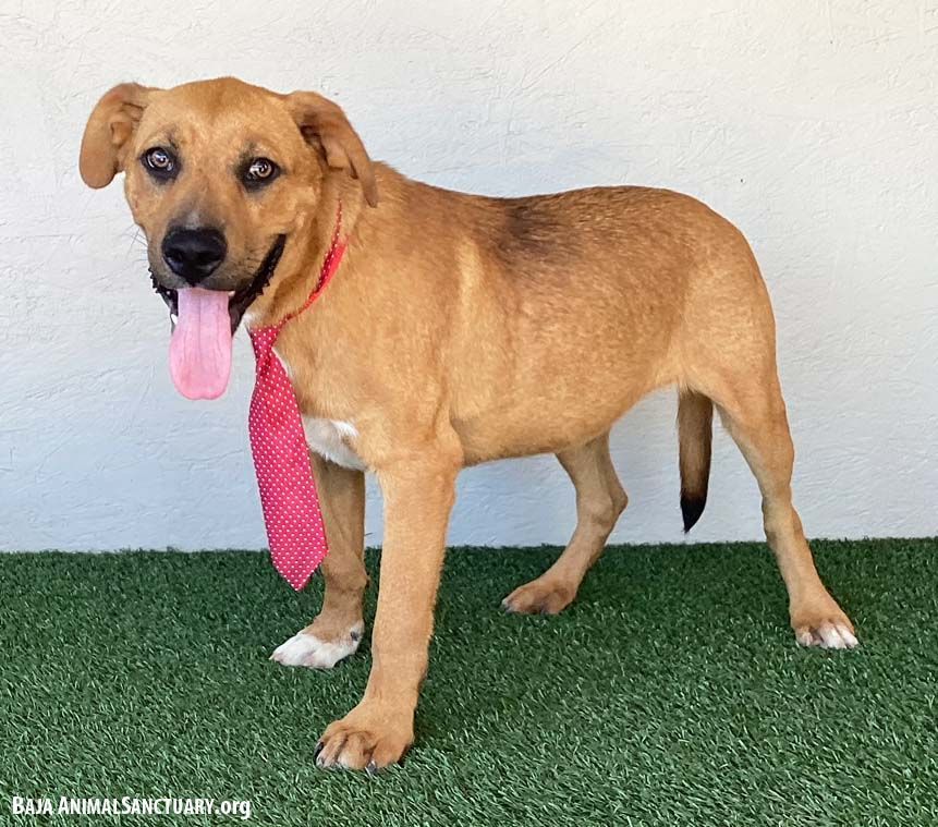 Stuart, a Adoptable mixed breed in San Diego, CA image 3/3