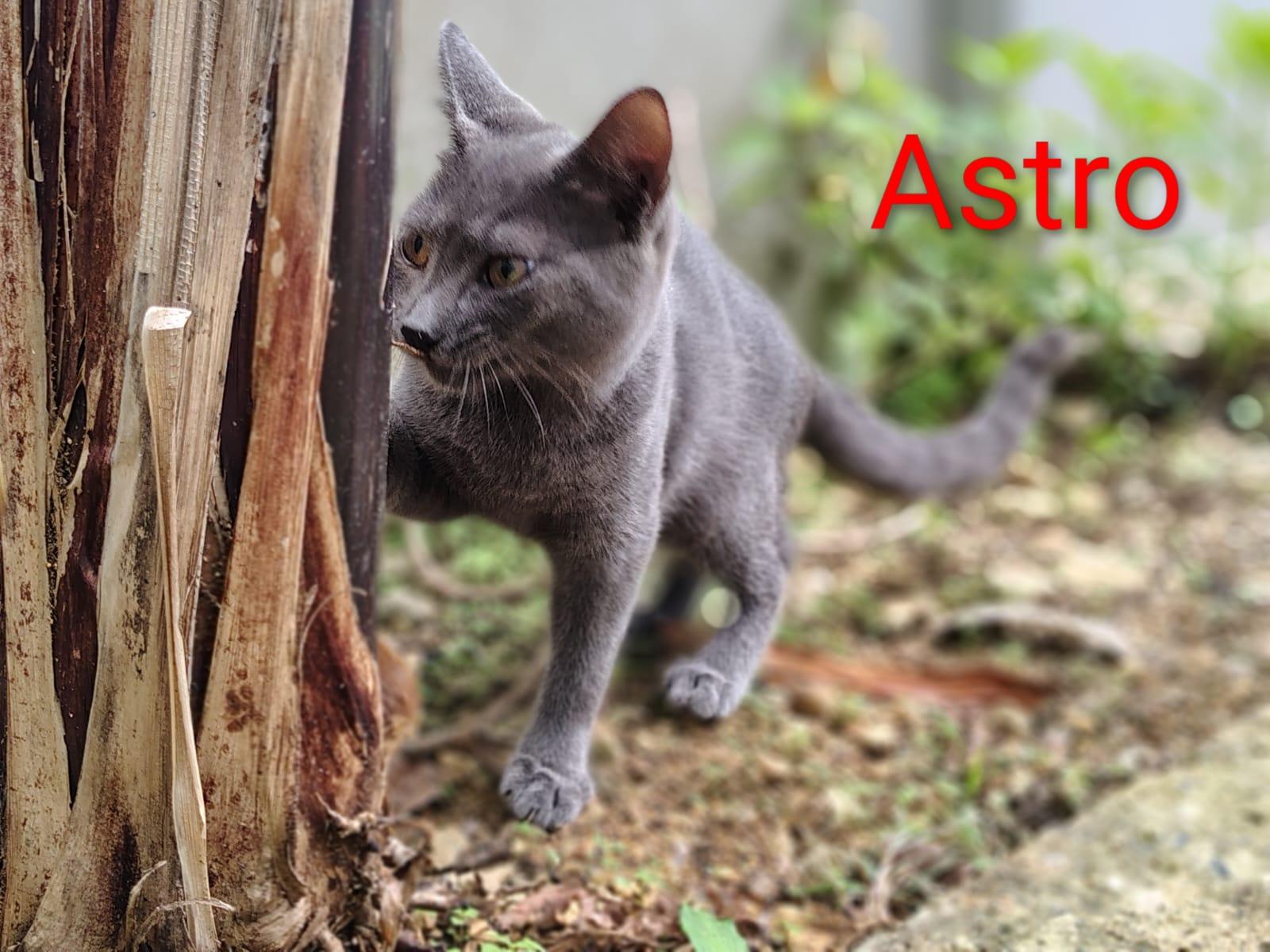 Enlarge Astro, an adopted Domestic Short Hair in Franklin, MA image 4/4