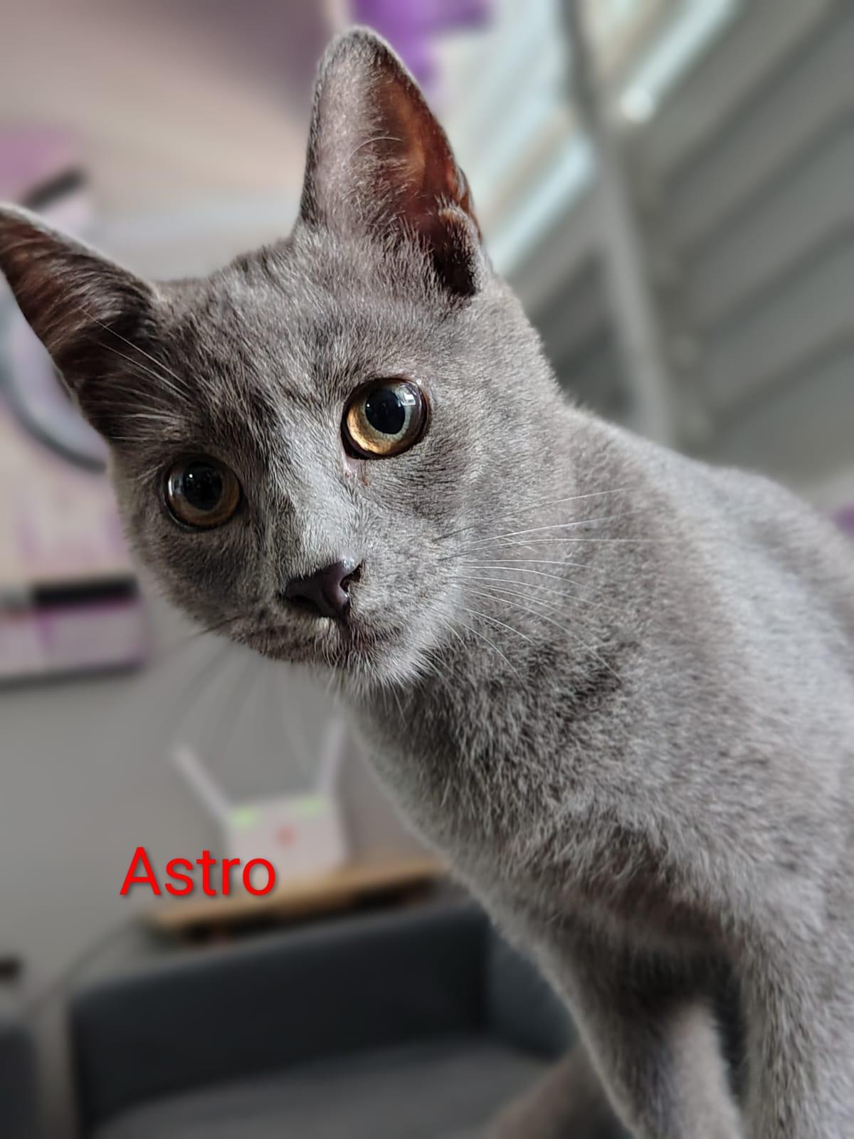 Astro, adopted, Kitten Male Domestic Short Hair.