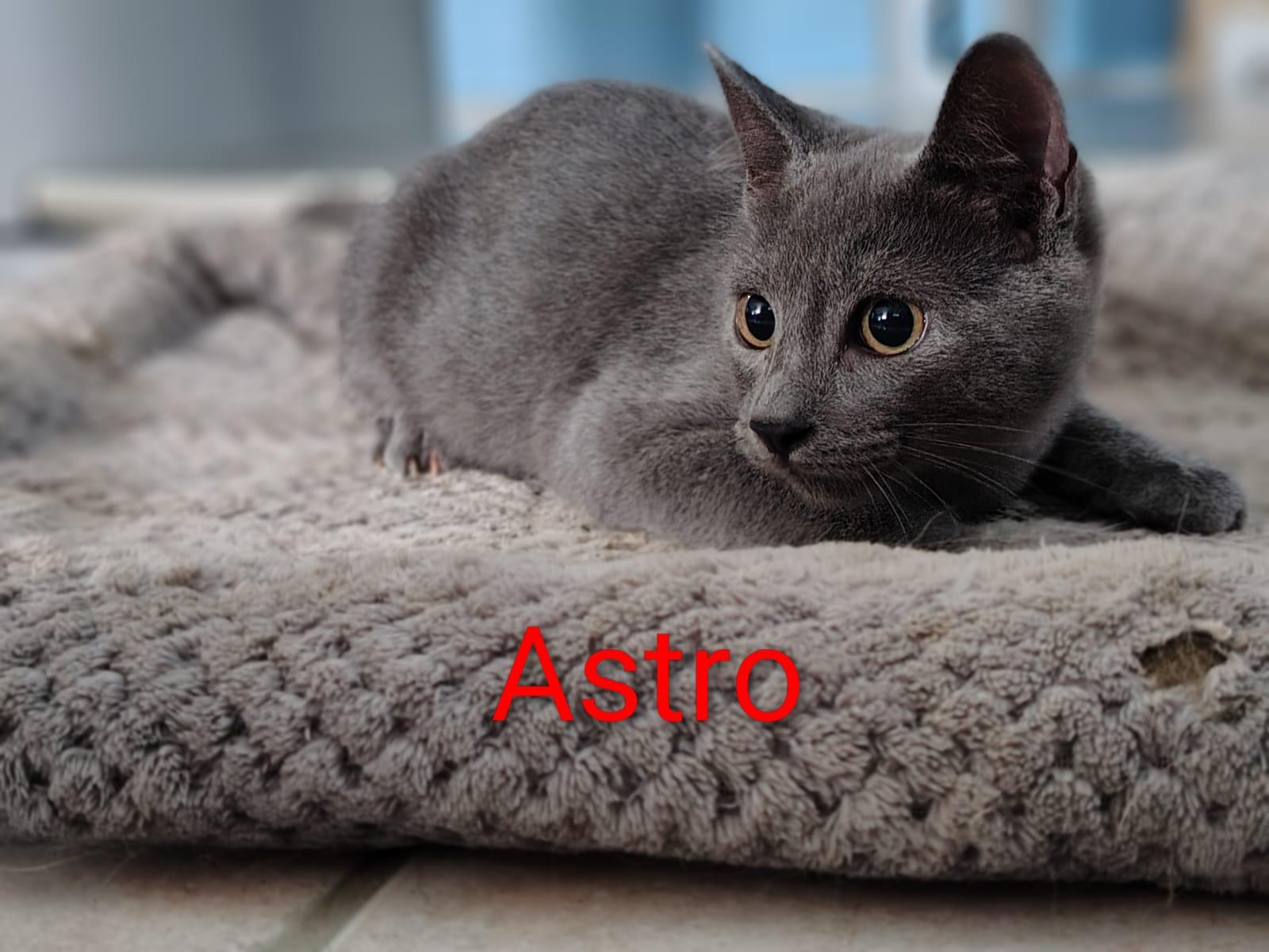 Enlarge Astro, an adopted Domestic Short Hair in Franklin, MA image 2/4