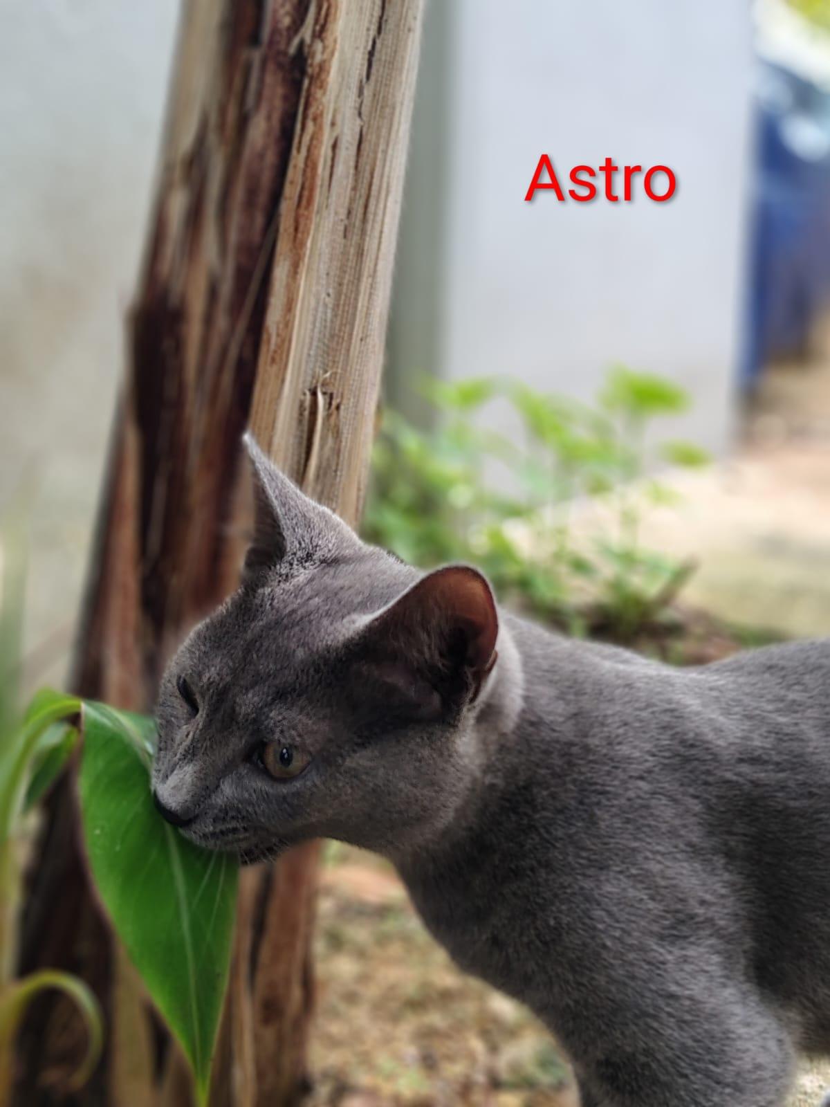Enlarge Astro, an adopted Domestic Short Hair in Franklin, MA image 3/4