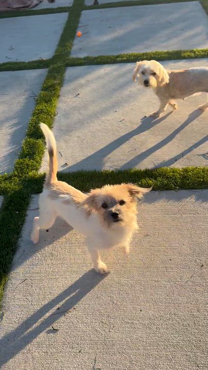 Enlarge Ms. Shadow Daisy, a Adoptable mixed breed in Ridgefield, WA video 5/5