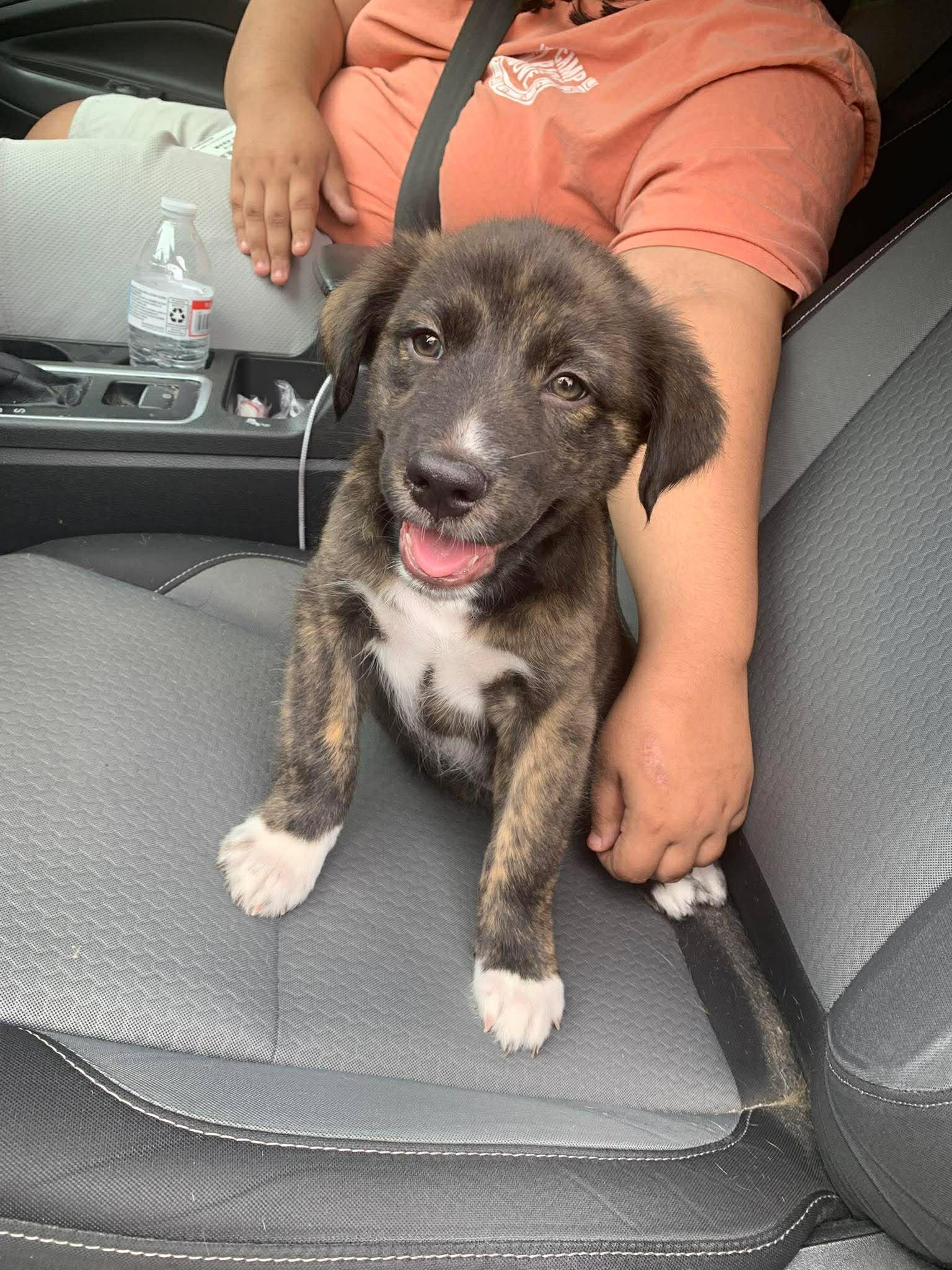 Brisket, Adoptable, Puppy Male Mixed Breed.