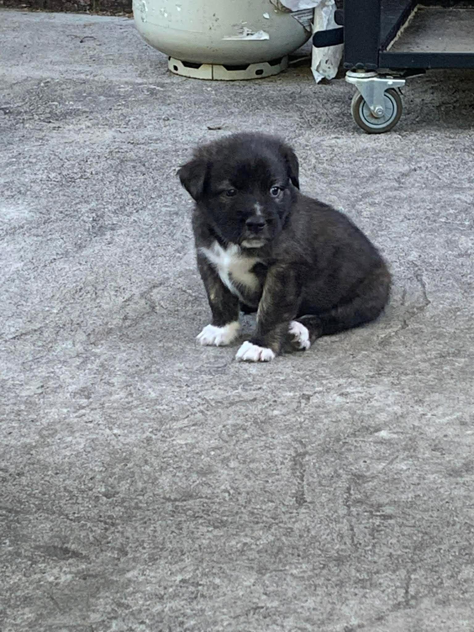 Enlarge Brisket, a Adoptable Mixed Breed in Mount Pleasant, SC image 2/2