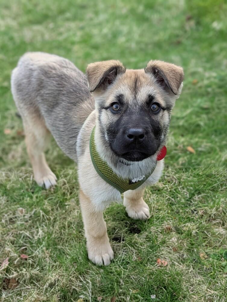 Tetley, Adoptable, Puppy Female Shepherd.